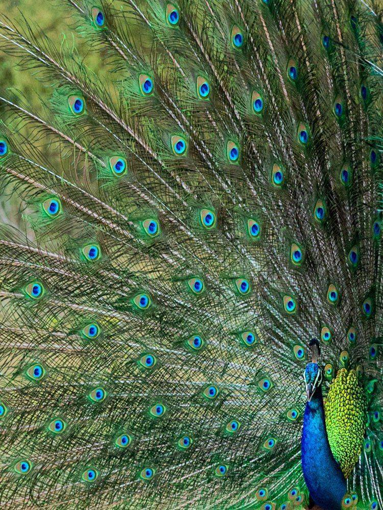 Indian Peafowl