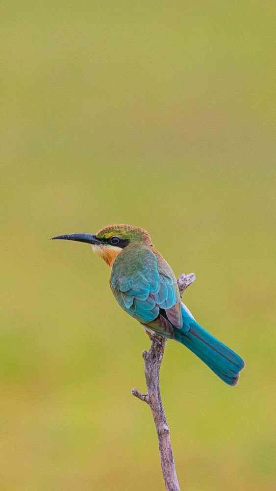 Blue-tailed bee-eater