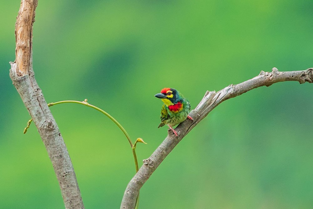 Coppersmith barbet