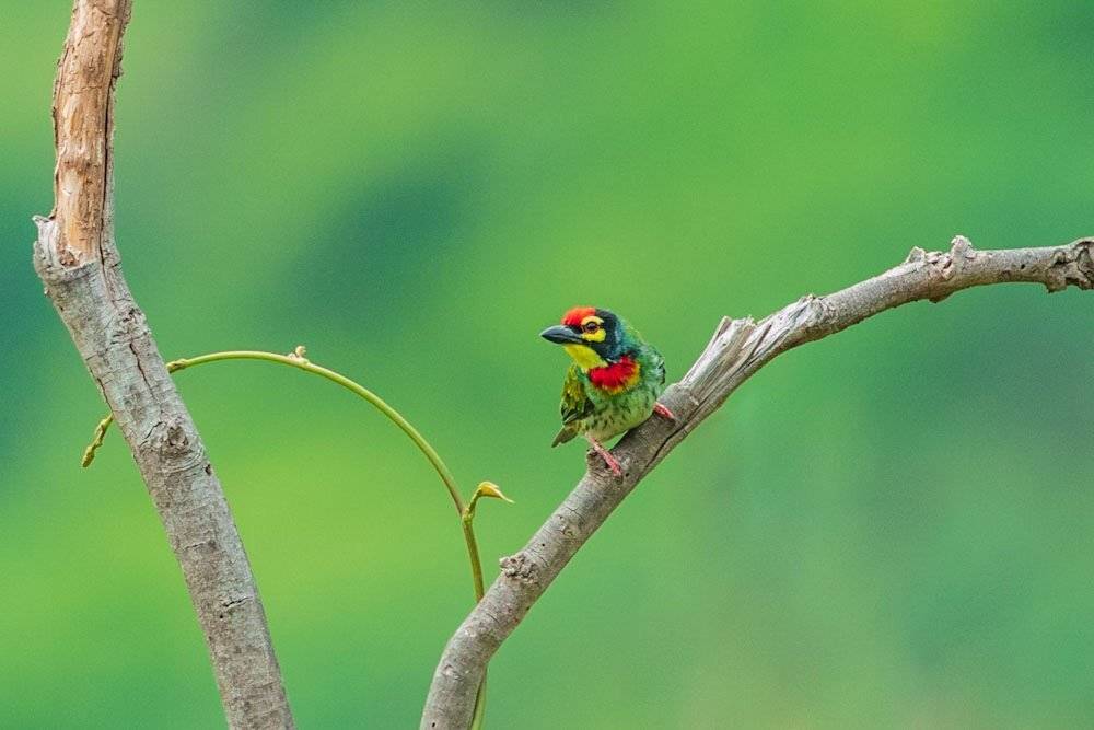Coppersmith barbet