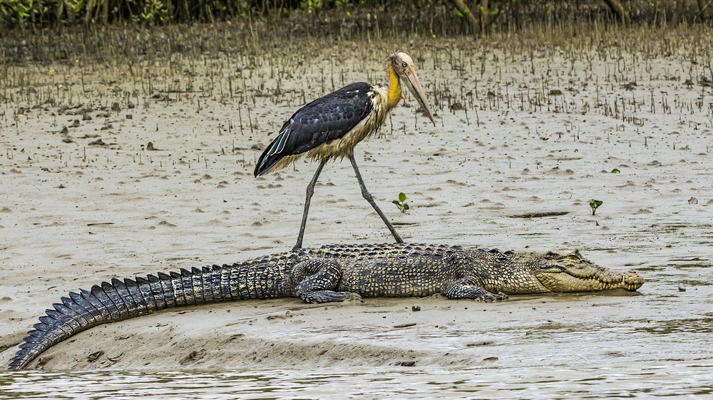 CROC & STORK