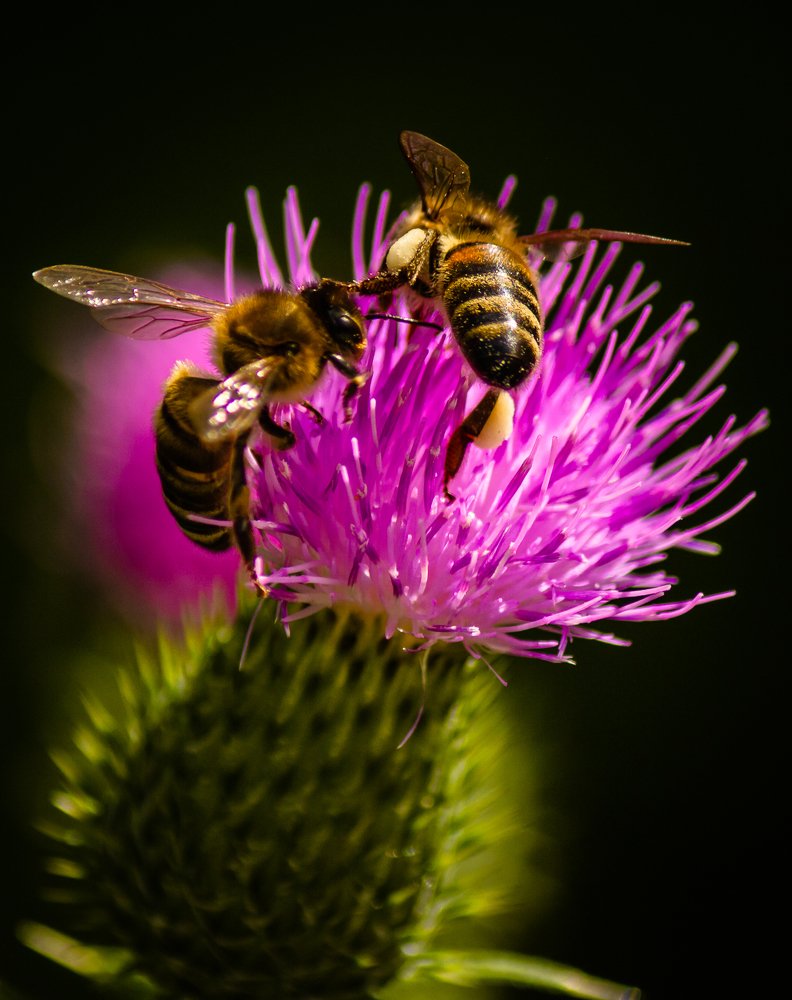 Photograph by Александр Антонов