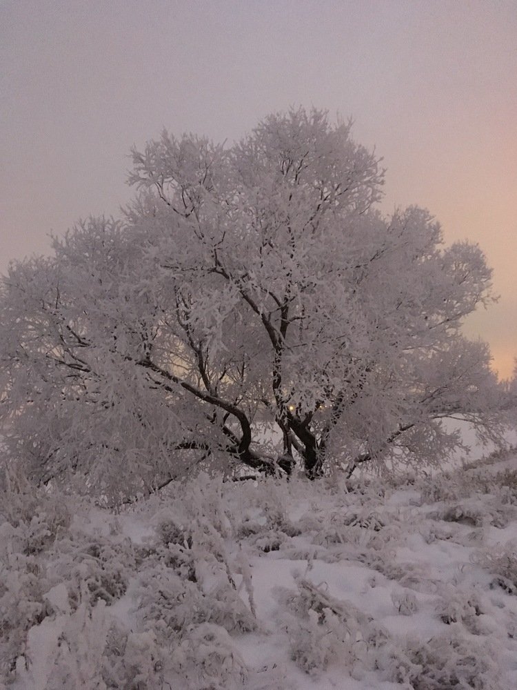 Снежное пушистое утро.