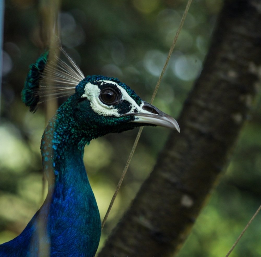 Photograph by Dr. Shweta Shrotriya