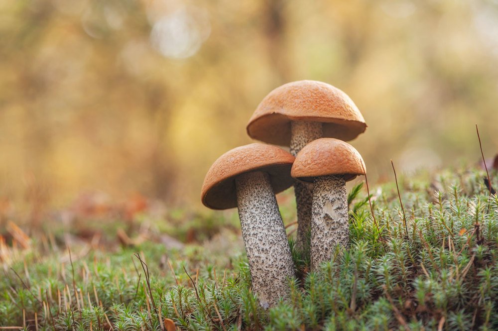 Photograph by Карина Воробьева