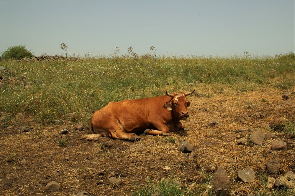 Photograph by Людмила Бутова