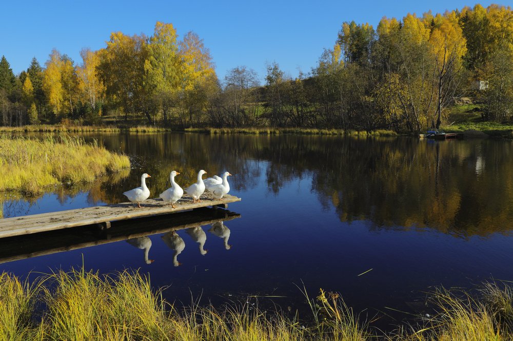 "Вечерний променад"