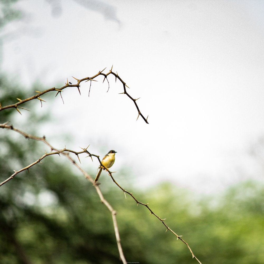 Photograph by Dr. Shweta Shrotriya