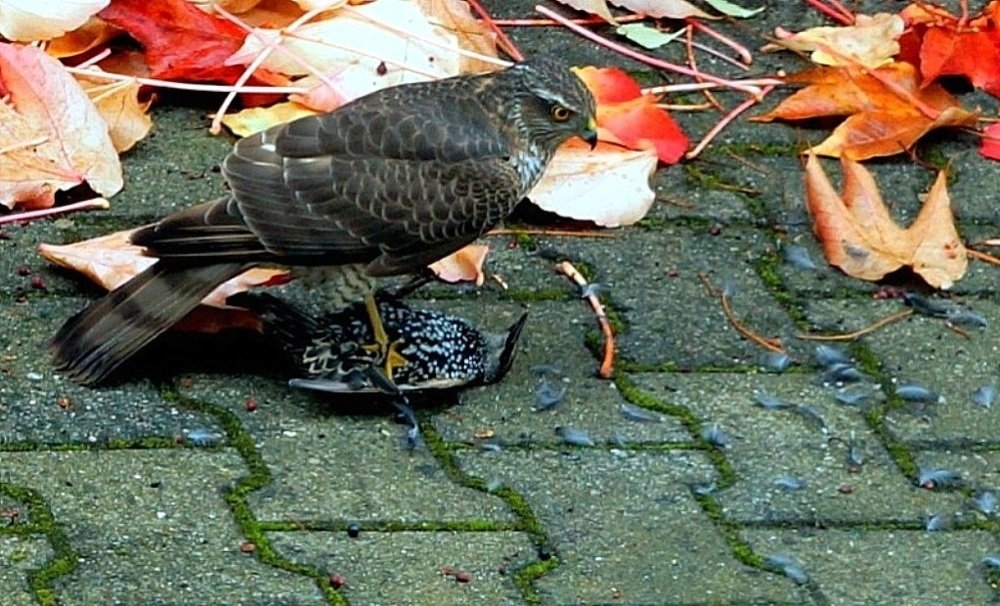 Жестокий мир.