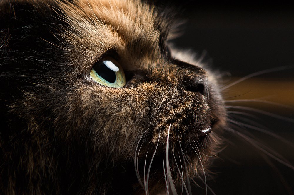 Нельзя устоять