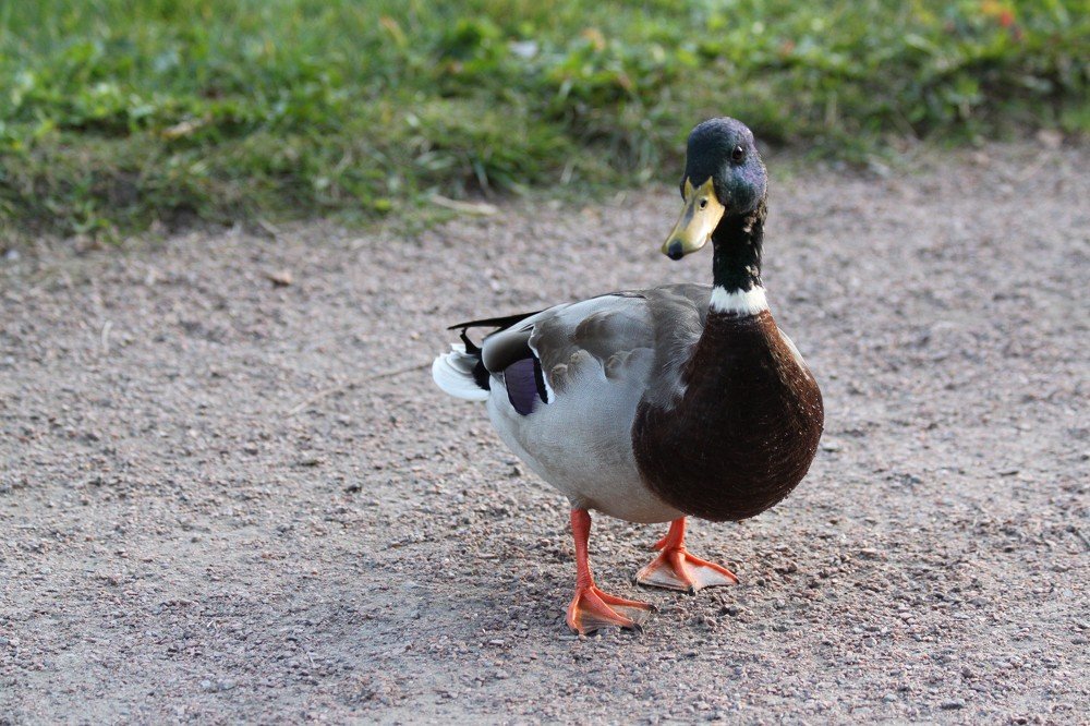 Photograph by Анастасия Солодкая