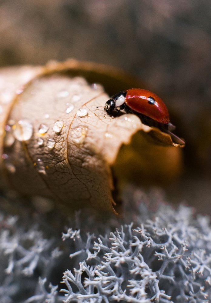 Photograph by Анна Яковлева