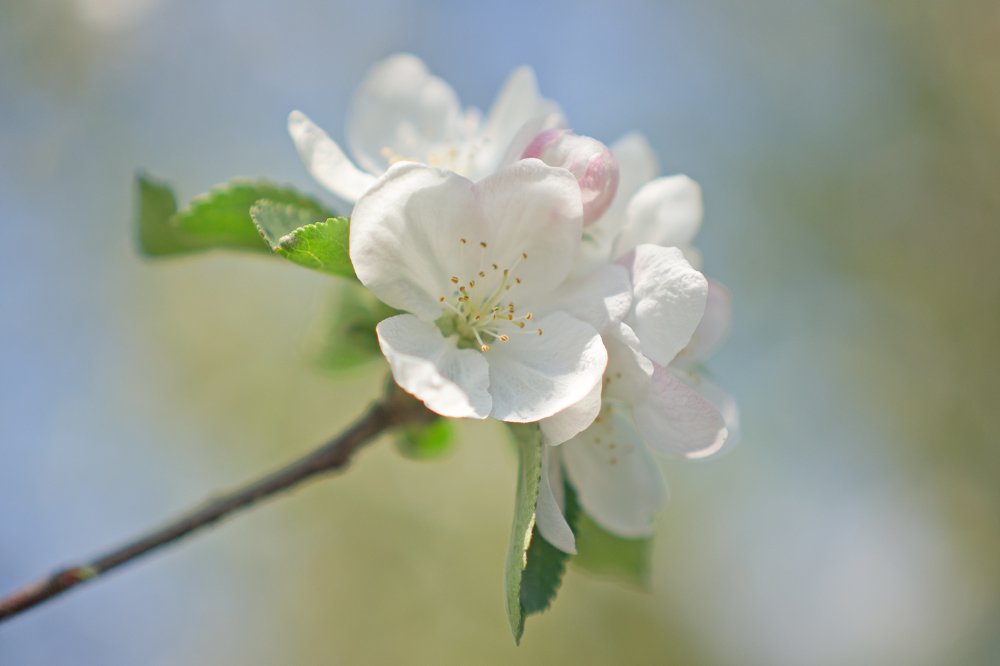 Apple Blossom