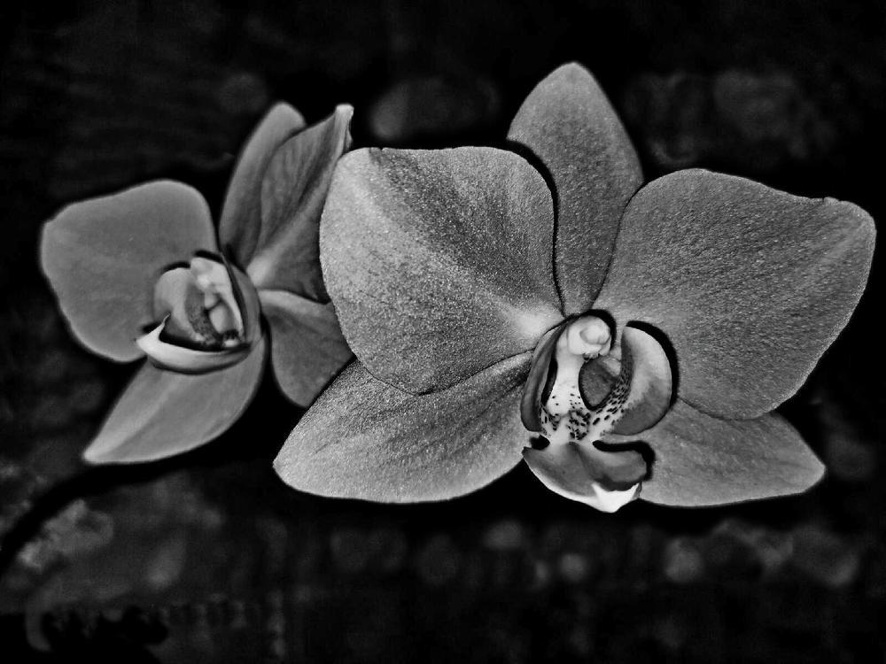 Photograph by Анна Горичева