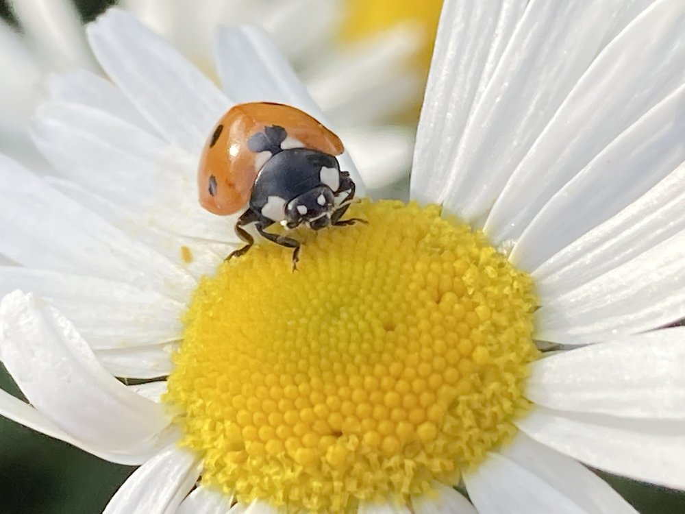 Photograph by Лена Гобена