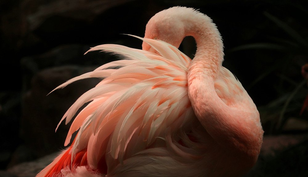 Photograph by Nirmalya Chakraborty