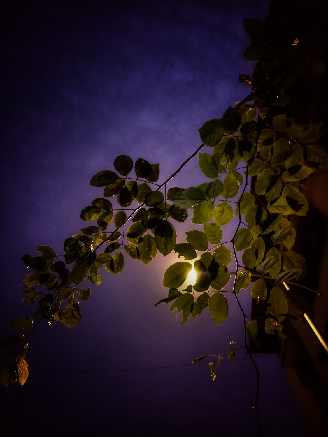 Photo #5005169