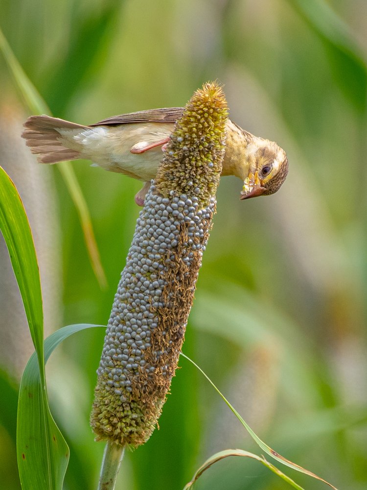 Photograph by Suman Paul