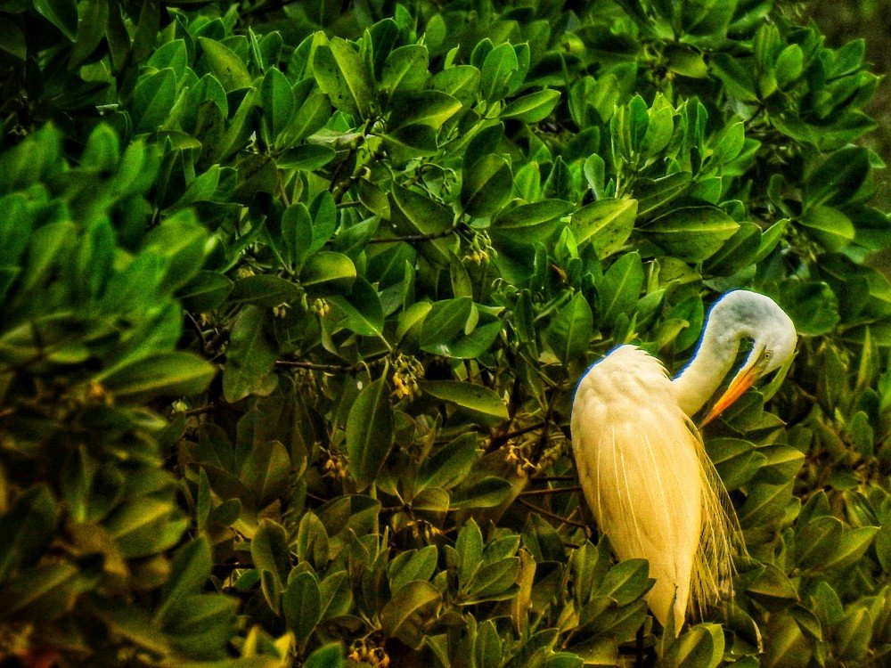 Фотография автора Suba Kumaresan