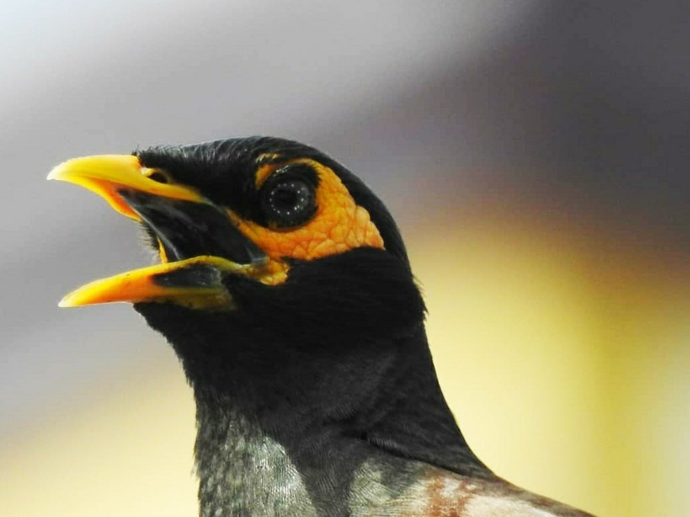 Фотография автора Suba Kumaresan