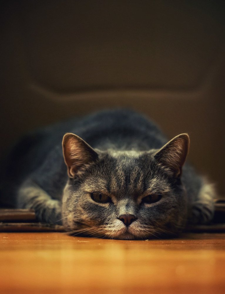 Photograph by Владимир Кульбит