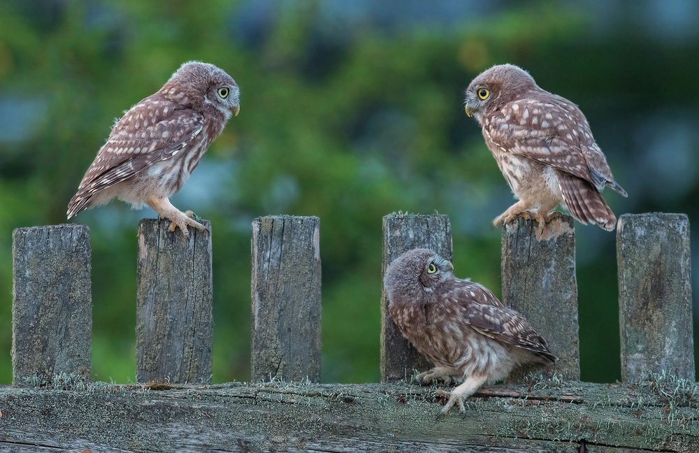 Photograph by Dariusz Dryl