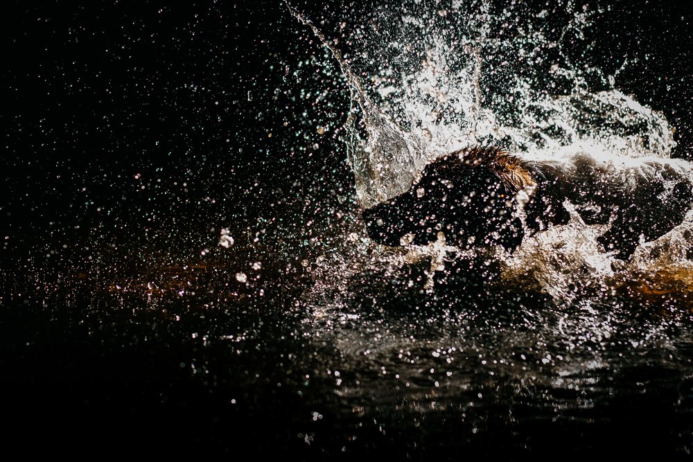 Vesta's water universe.