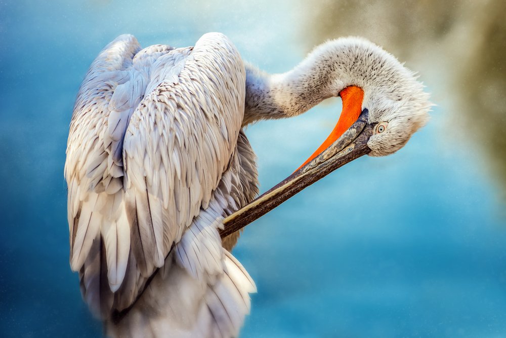 Photograph by Алексей Карпинчик