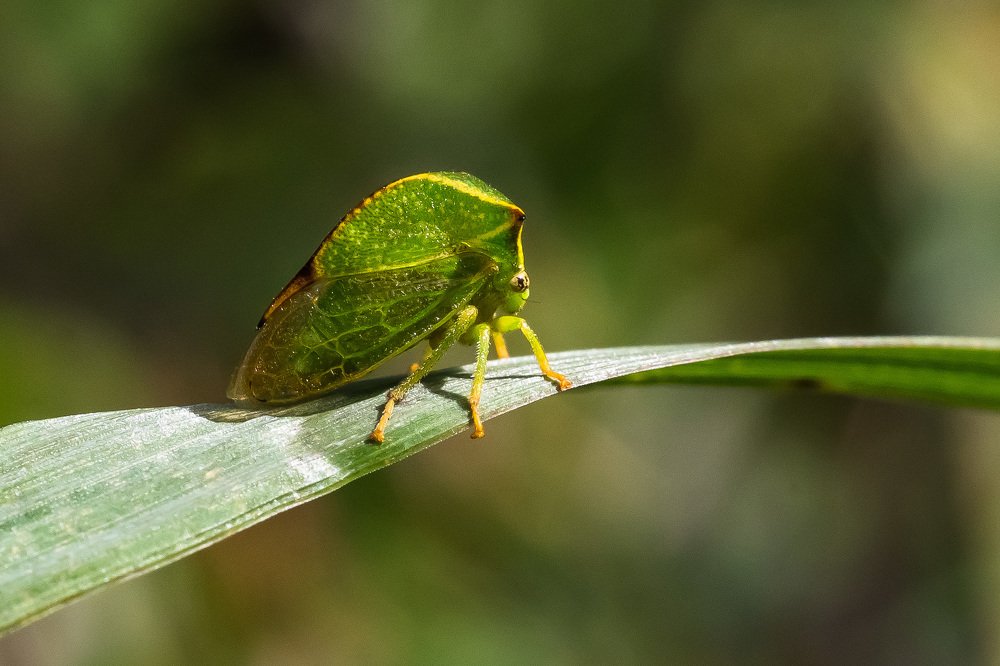 Цикадка буйволовидная