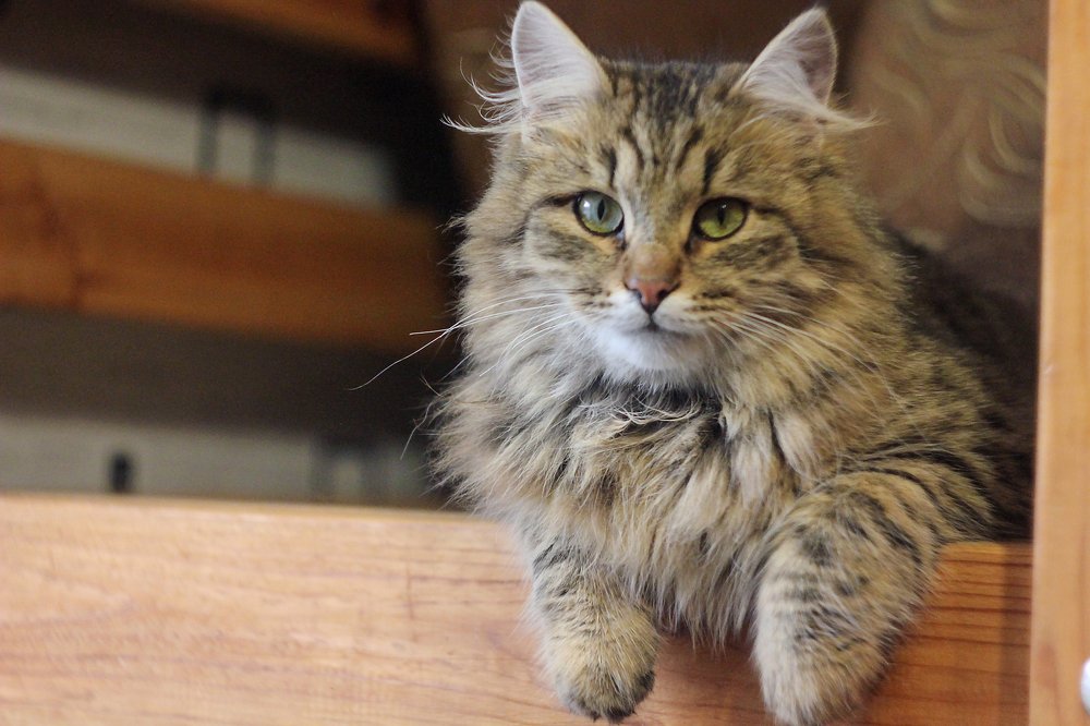 Лёлик. Найдёныш.