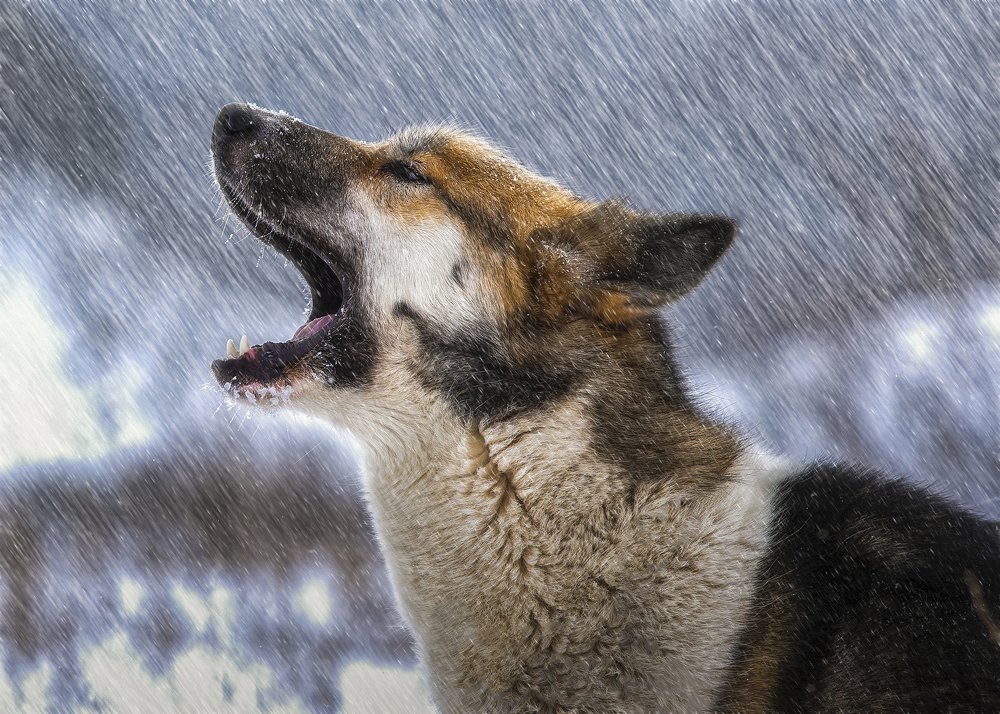 Photograph by олег кирюшкин