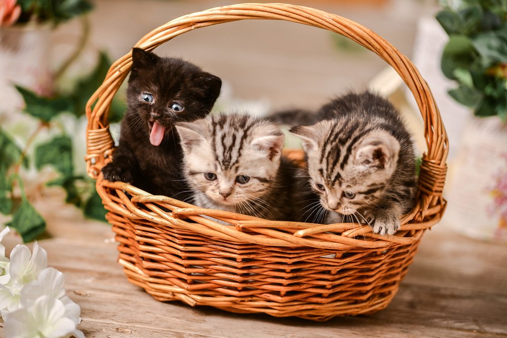 Photograph by Мария Луцук