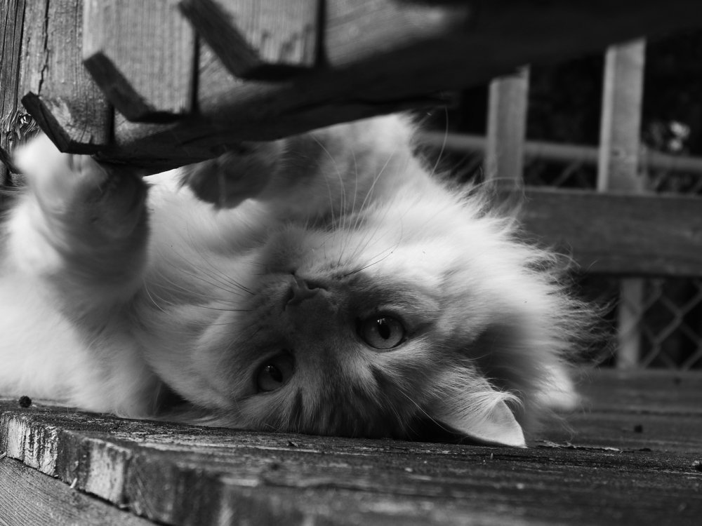 Photograph by Josée Beauchemin