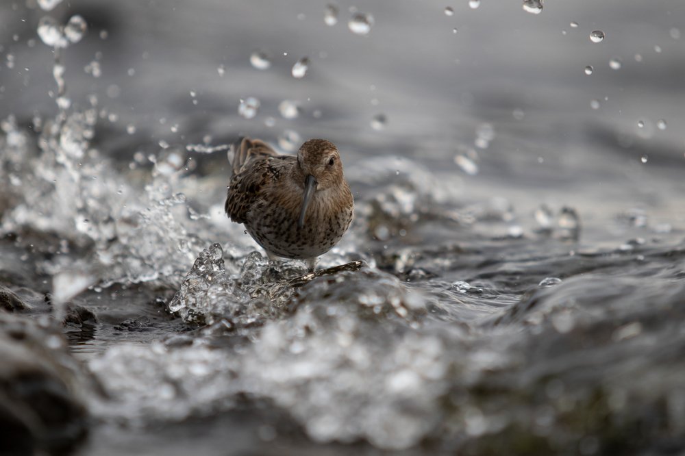 Photograph by Артем Зубарев