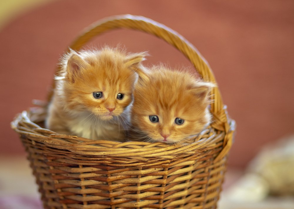 Photograph by ОЛЬГА КОВАЛЁВА