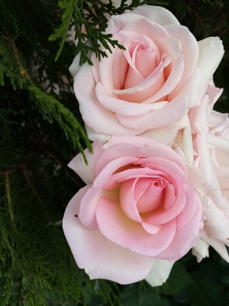 Photo #5006024