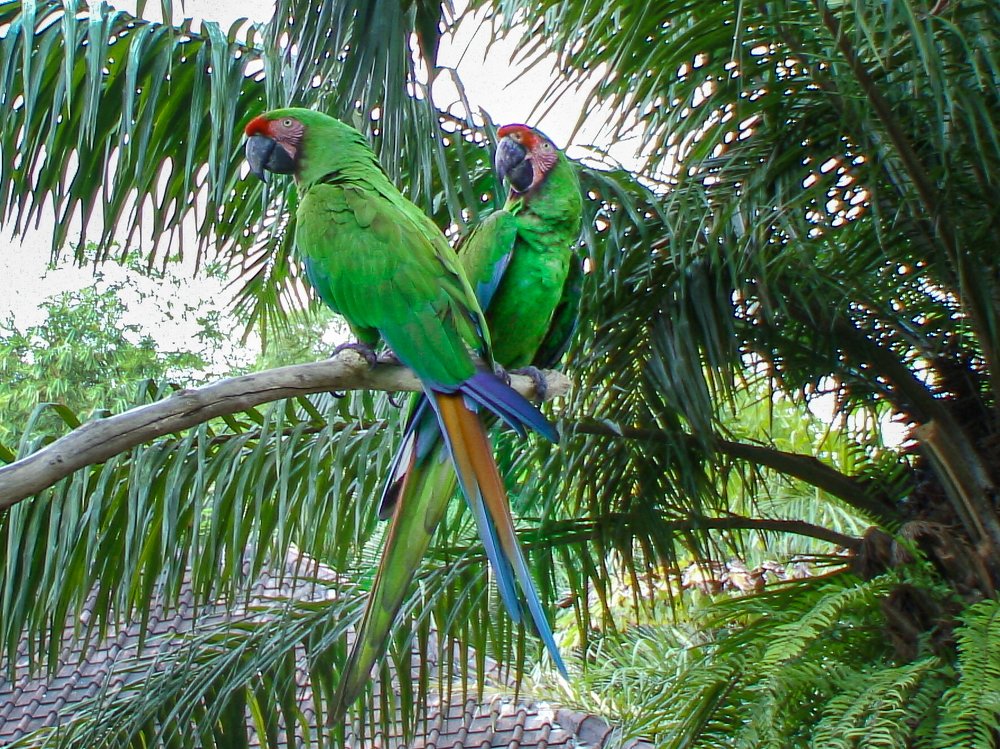 Photograph by Albert Maramis