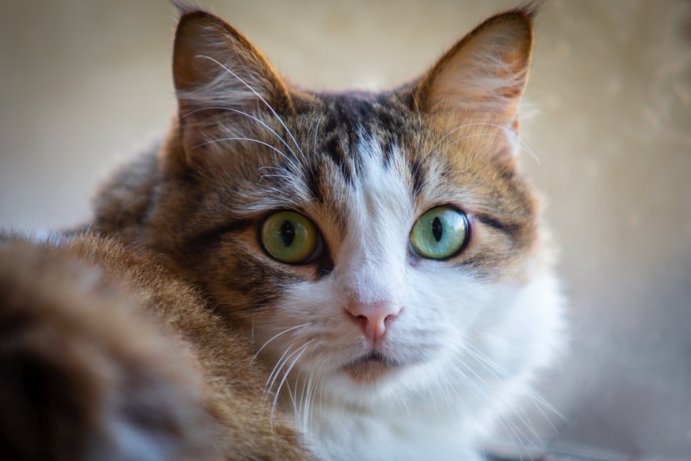 Photograph by Marco Antonio Perna