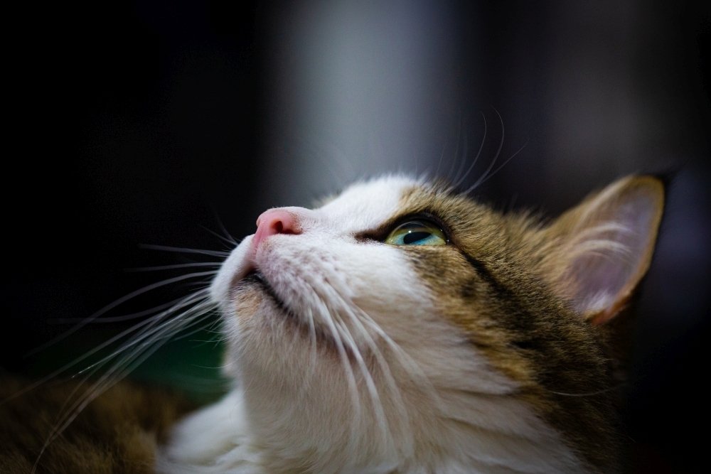 Photograph by Marco Antonio Perna