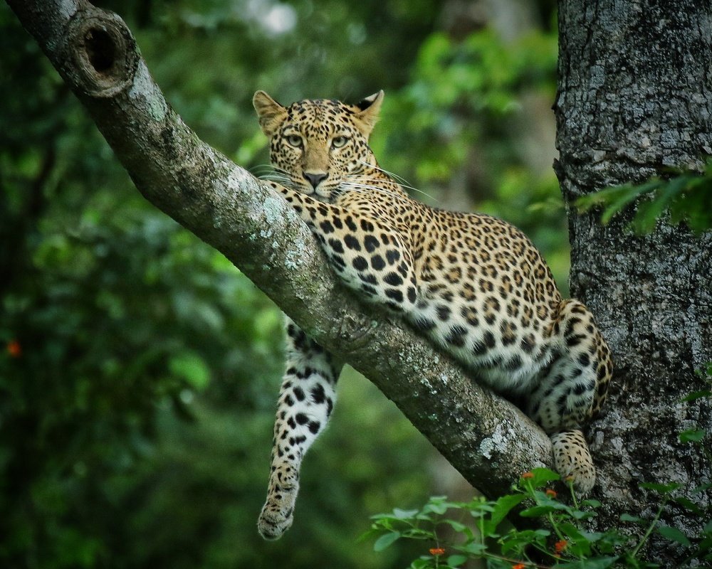 Photograph by Digambar Chaple