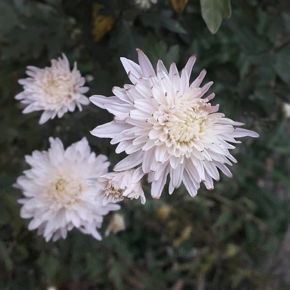 Photograph by Qnarik Naltakyan
