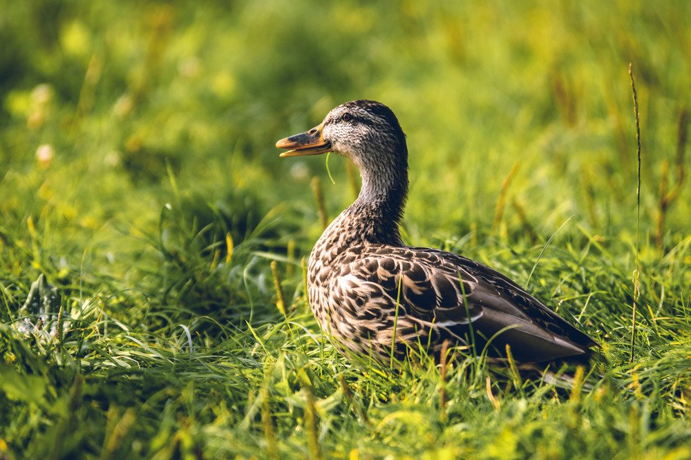 Photograph by Piotr Cichowski