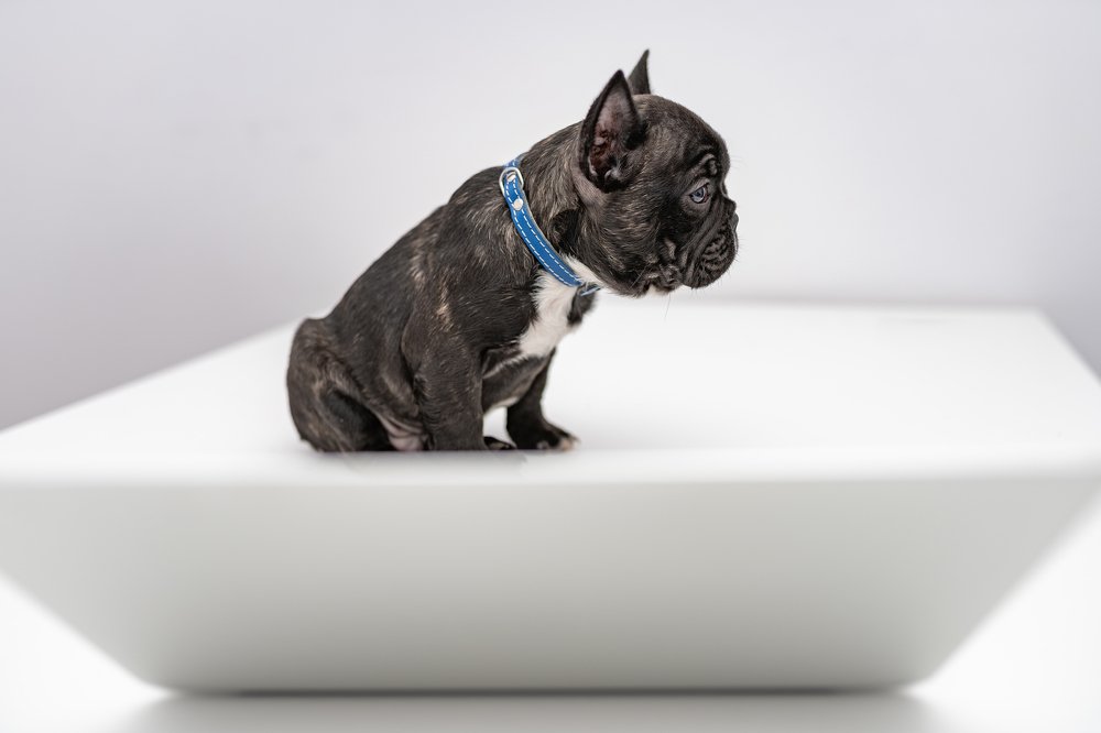 Photograph by Catalin Arcu