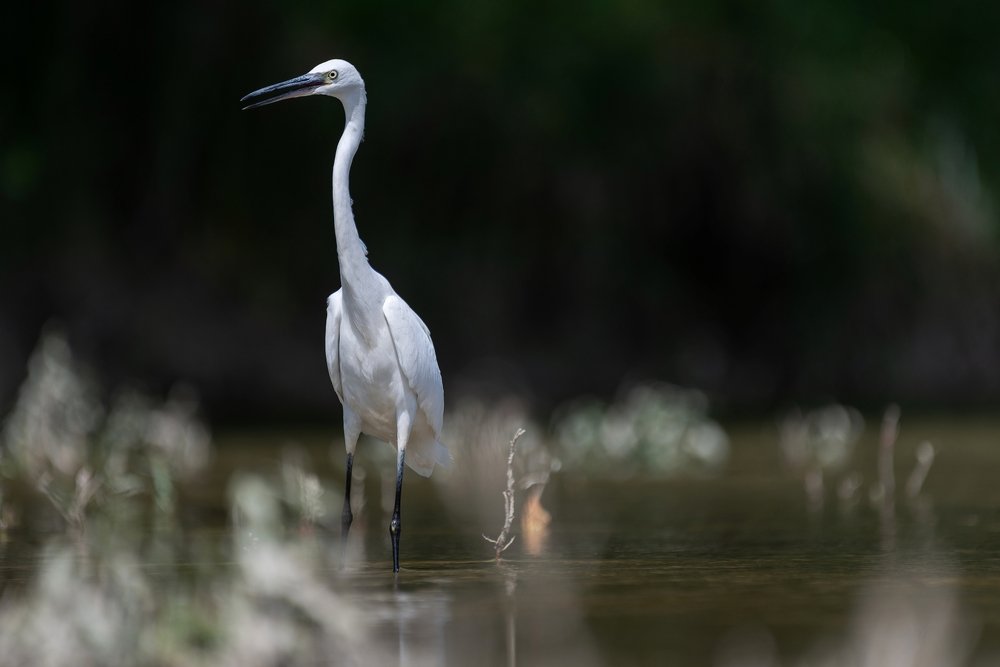 Great Egret