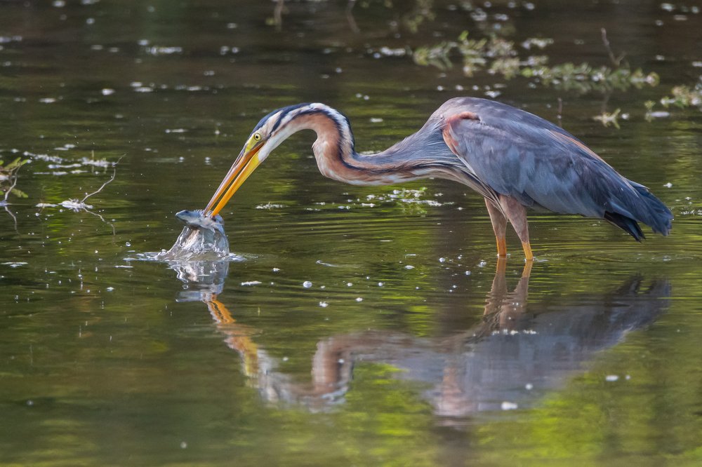 Photograph by Thillainayagam Sabesh