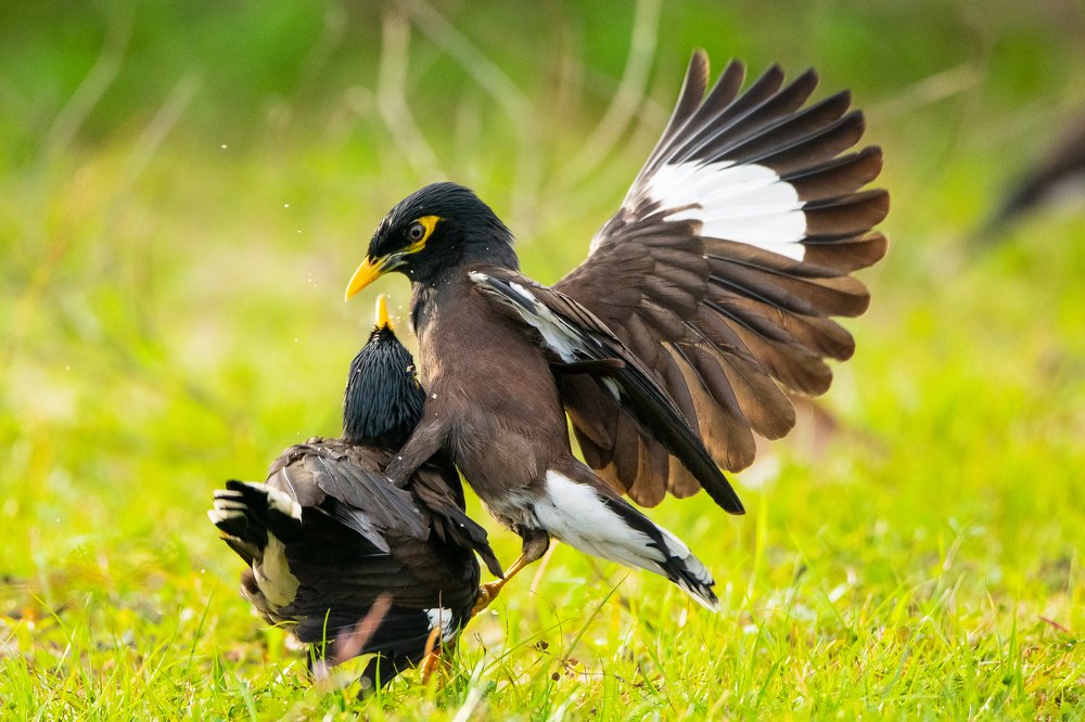 Photograph by Thillainayagam Sabesh