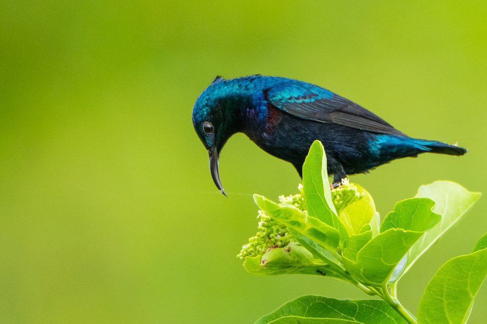 Photograph by Thillainayagam Sabesh