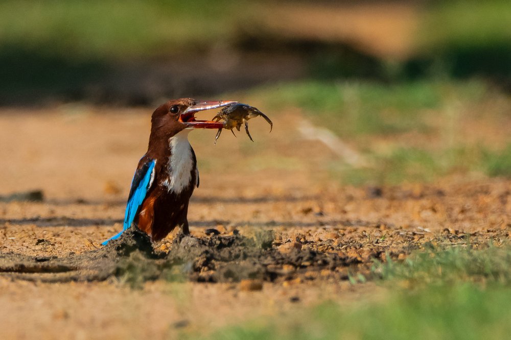 Photograph by Thillainayagam Sabesh