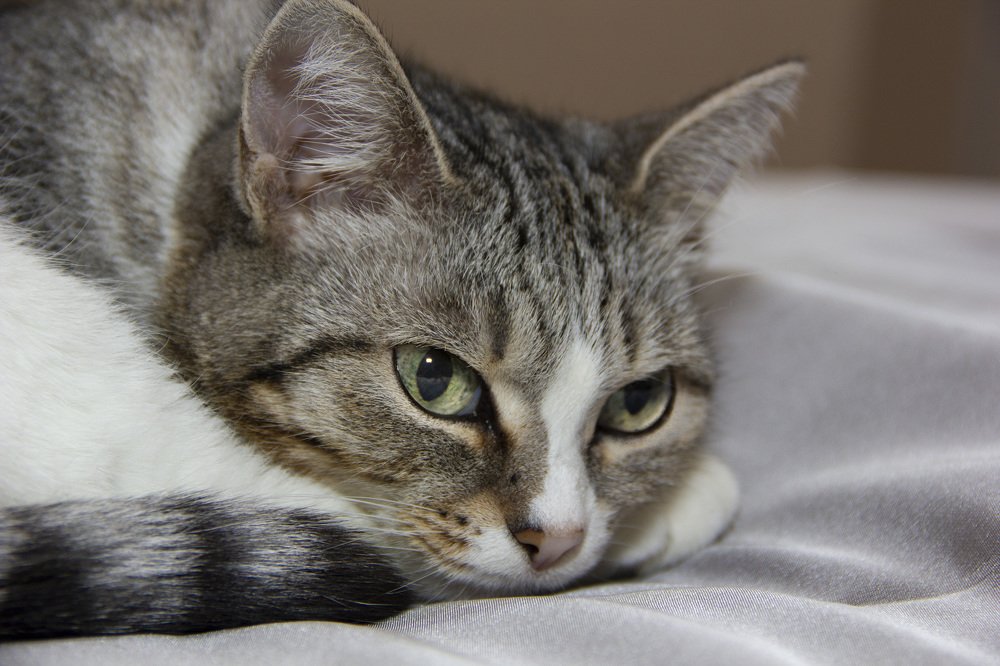 Photograph by Anna Gapanovich