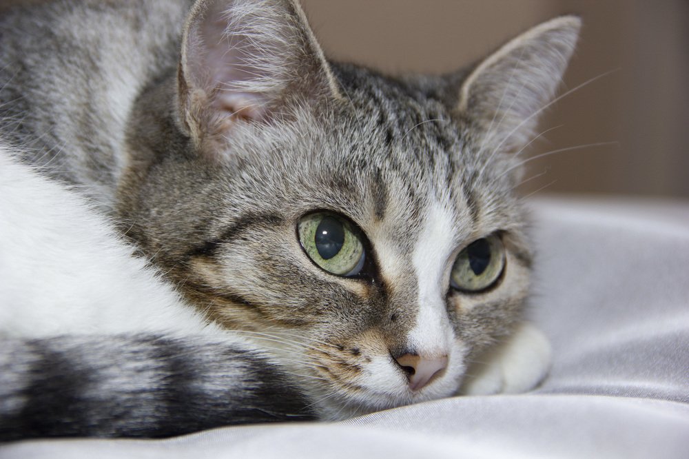 Photograph by Anna Gapanovich